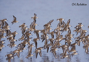 Calidris mauri